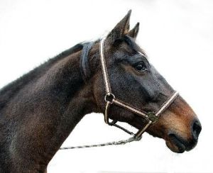 Nylon Halter nijlpaard, grootte: veulens/mini Shetland. Kleuren