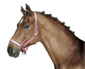 Mane rubber white 800 St. dispenserdoos