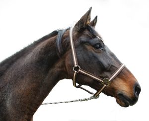 Nylon Halter nijlpaard, grootte: Shetland. Kleuren