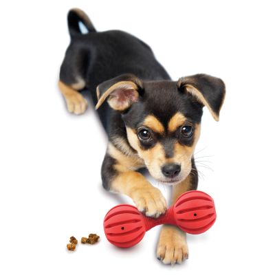 Drukke buddy pup wippen™ extra klein - BB-P-WAG-XS-28