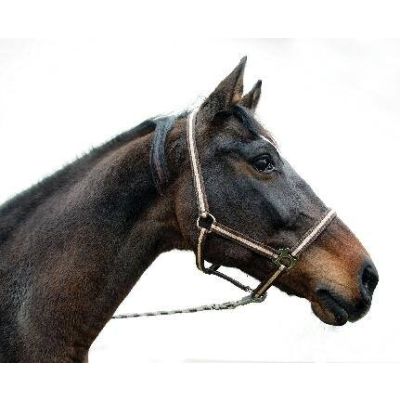 Nylon Halter nijlpaard, grootte: veulens/mini Shetland. Kleuren