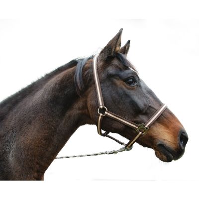Nylon Halter nijlpaard, grootte: Shetland. Kleuren