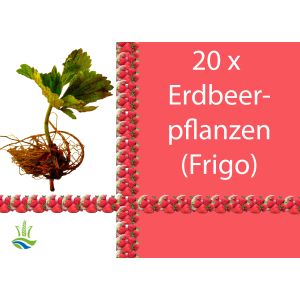 20 x Erdbeerpflanzen Elsanta (Frigo)